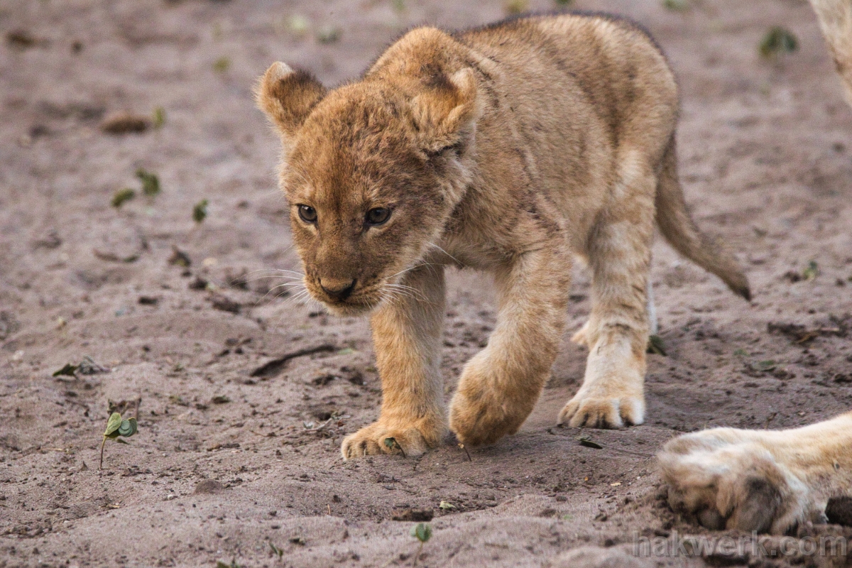 IMG_5555 Botswana, young lion in Chobe NP