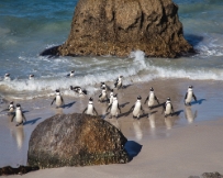 IMG_2021 South Africa, penguins at Boulders beach