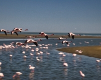 IMG_3158 Namibia, flamingos in Walvis Bay