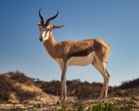 IMG_3295 Namibia, springbok in Namib-Naukluft National Park