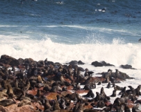 IMG_3335 Namibia, Cape Cross Seal Reserve