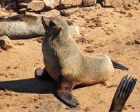 IMG_3340_PXL_20240523_101136404 Namibia, Cape Cross Seal Reserve