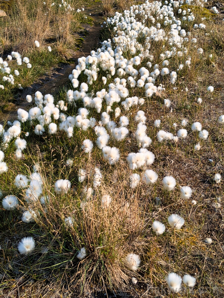 IMG_3270_PXL_20250811_134313586 Longyearbyen