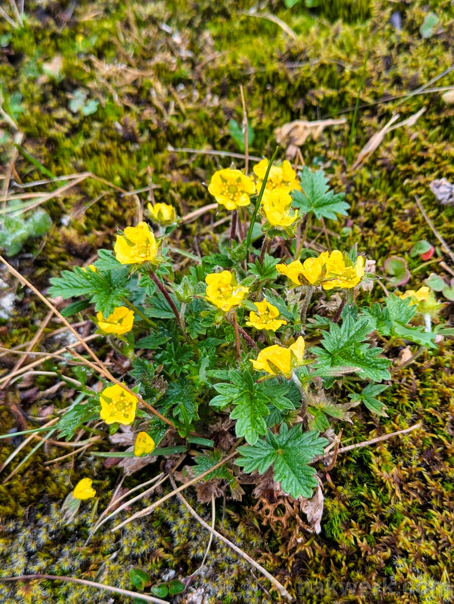 IMG_3700_PXL_20250814_081208434 