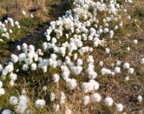 IMG_3270_PXL_20250811_134313586 Longyearbyen